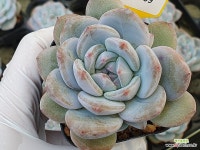 꼬마먼로 1569 - 엑스플랜트