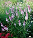 여우꼬리맨드라미 일년초 모종5개 오래피는꽃 마른꽃 규격8cm포트묘 천지가야생화 : 꽃 모종 - 엑스플랜트