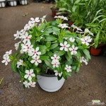 페어리스타 흰색 - 엑스플랜트