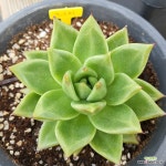 마리아 - 엑스플랜트