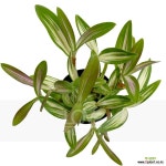 황조 : 석곡 - 엑스플랜트