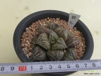 경자 871 - 엑스플랜트