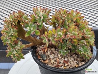 부용철화-0601(1).B.24 - 엑스플랜트