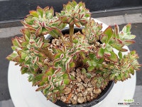 부용철화-0601(1).B.25 - 엑스플랜트