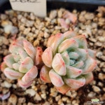 띠아모 : 다육식물 - 엑스플랜트