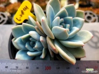 먼로 군생 6-2841 - 엑스플랜트