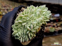 산체스마요라데철화 38-56 - 엑스플랜트