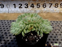 산체스마요라데철화 38-56 - 엑스플랜트