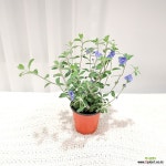 갑조네 아메리칸 블루 : 야생화 - 엑스플랜트