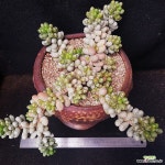 286.녹귀란 - 엑스플랜트