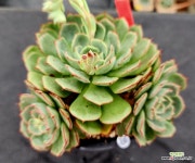 엘리샤 25 : 다육식물 - 엑스플랜트