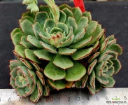 엘리샤 25 : 다육식물 - 엑스플랜트