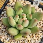 연지곤지화장품성대 | 연지곤지 - 엑스플랜트