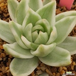설백마리아금 : 다육금 - 엑스플랜트