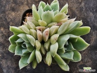 휴밀리스 6333 - 엑스플랜트