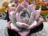 블랙사바스 6-3394 - 엑스플랜트