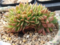 수정철화 : 다육철화 - 엑스플랜트