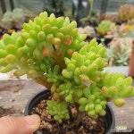 38 팔천대철화 - 엑스플랜트