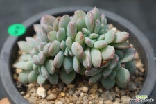 먼로철화4179 - 엑스플랜트