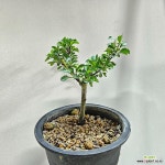 외목대로 수형이 예쁜 장수매화 : 분재 - 엑스플랜트