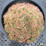 로슈라리아 : 다육식물 - 엑스플랜트