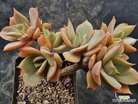 화이트스노우6534 - 엑스플랜트