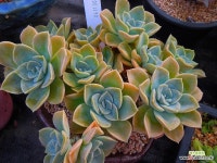 헤리왓슨061130 : 다육식물 - 엑스플랜트