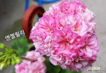 릴리엔절(Lily Angel) | 엔젤릴리(제라늄)못생김 : 관엽식물 - 엑스플랜트