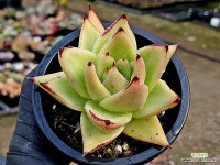 마제스타 45-52 - 엑스플랜트