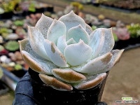 리먼 45-113 : 다육식물 - 엑스플랜트