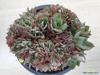 대품 양진철화 - 엑스플랜트