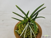 건국복륜 : 풍란 부귀란(명품관) - 엑스플랜트