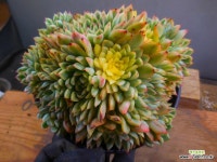 메비나금대품 6/13-237 - 엑스플랜트