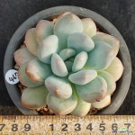 467 후레뉴 - 엑스플랜트