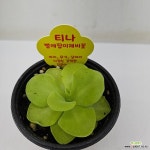 벌레잡이제비꽃 티나 : 공기정화식물 - 엑스플랜트