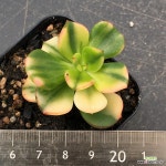 구미무금 - 엑스플랜트