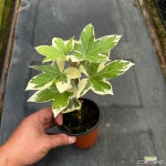 페츠헤데라 펫츠헤데라 소 : 공기정화식물 - 엑스플랜트