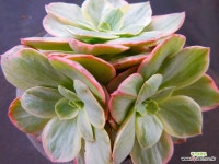 수연금3364 - 엑스플랜트