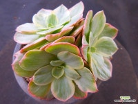 수연금3364 - 엑스플랜트