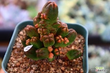 미니부다템플 - 엑스플랜트