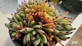 마제스타철화06587 - 엑스플랜트