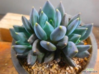 블랙스완자연3두 6/19-2179 - 엑스플랜트