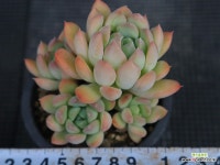 브릿도자 - 엑스플랜트