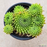 문어 바위솔 633번 동일품 분채배송 월동다육 꽃과정원이야기 : 바위솔 - 엑스플랜트