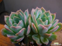 조셀린 6/21-286 - 엑스플랜트