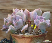 목대 데비 군생,철화 - 엑스플랜트