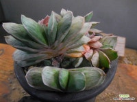 은자보금군생 6/22-394 : 다육금 - 엑스플랜트