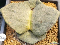 퍼쿨러리스 106-7183 - 엑스플랜트