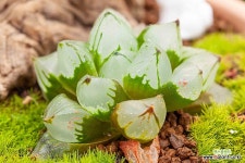 23Spr-58번 수정연필(이탈리아토분 작품) : 다육완성품 - 엑스플랜트