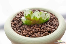 23Spr-46번 수정연필(말차 팟-B) : 하월시아 - 엑스플랜트